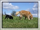 Labrador Retriever, Łąka